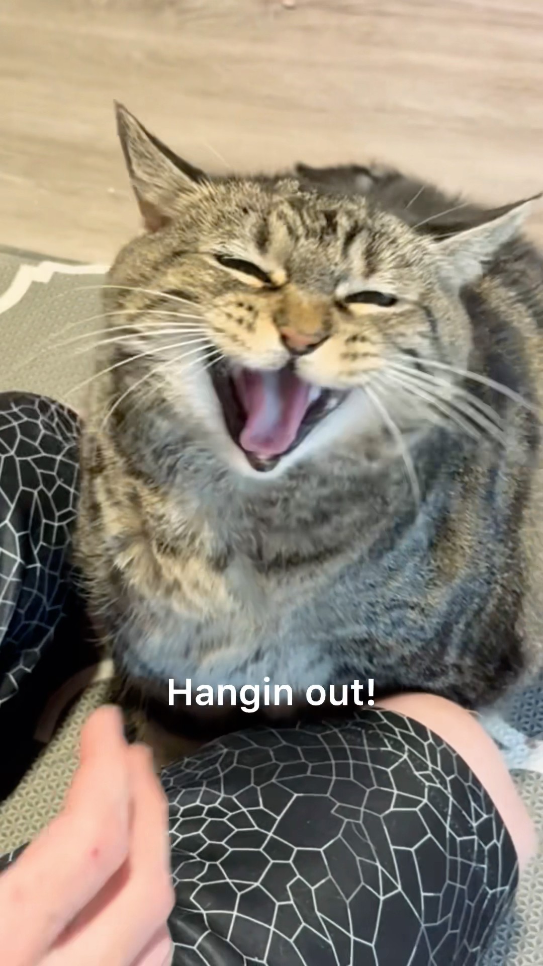 Penny needs dad to come too! #talkingcat