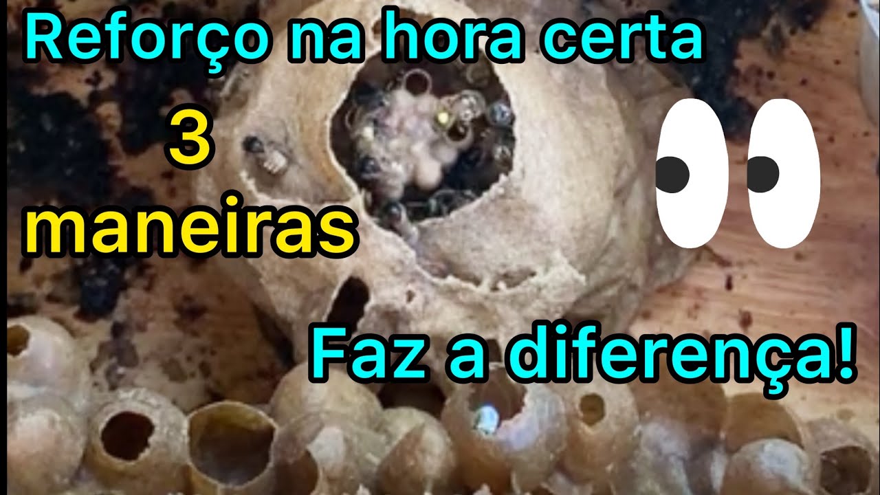 Reforço de divisões de mandaçaias