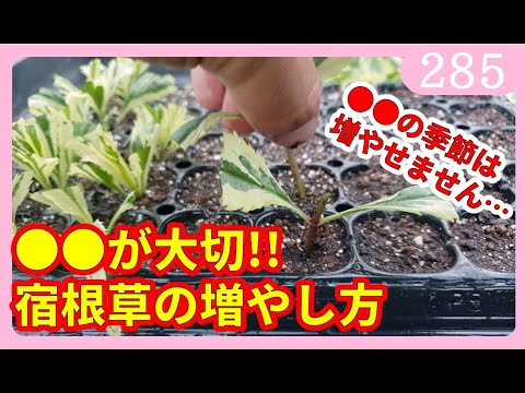 Anthopterus wardii 挿し木2 Anthopterus wardii 挿し木2 cuttings