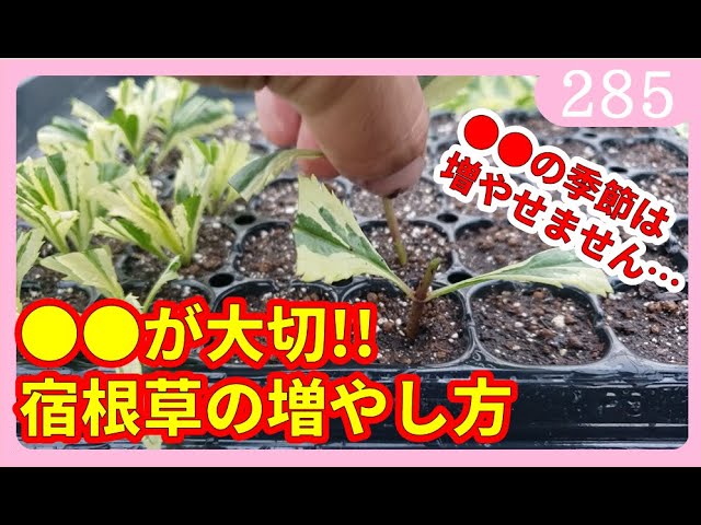 Complete Edition] How to Propagate Perennial Plants by Cuttings