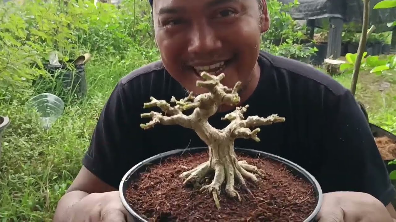 La Maquinaria Norteña - Bonsai