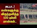 Deer | Kaalai viravu | அடடா.. ! - கண்களுக்கு விருந்தளித்த 500 புள்ளி மான்கள்.. | News18Tamilnadu