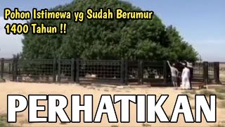 MASYAALLAH, POHON INI MENJADI SAKSI KEBESARAN NABI MUHAMMAD SAW - POHON SAHABI