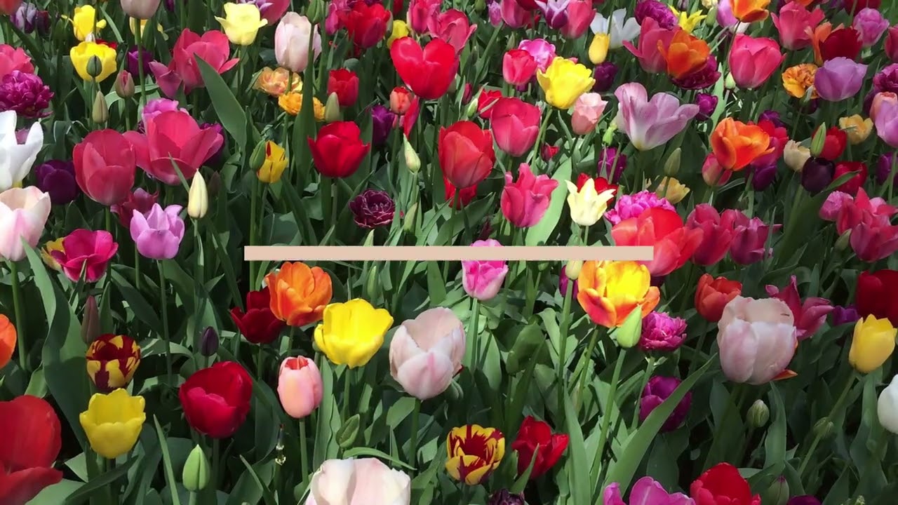 Fa￼de To yo by Alvin, a great day for me and I am grateful to