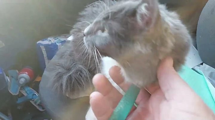 Video 7112241: pet maine coon, maine coon adoption, furry pets