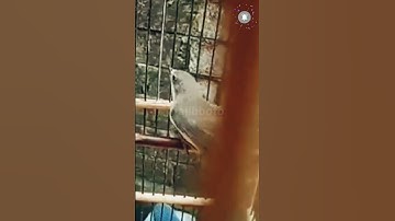 tak di sangka burung siur tambak bisa isian kenari