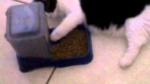 My Fat lazy Cat eats with her paw