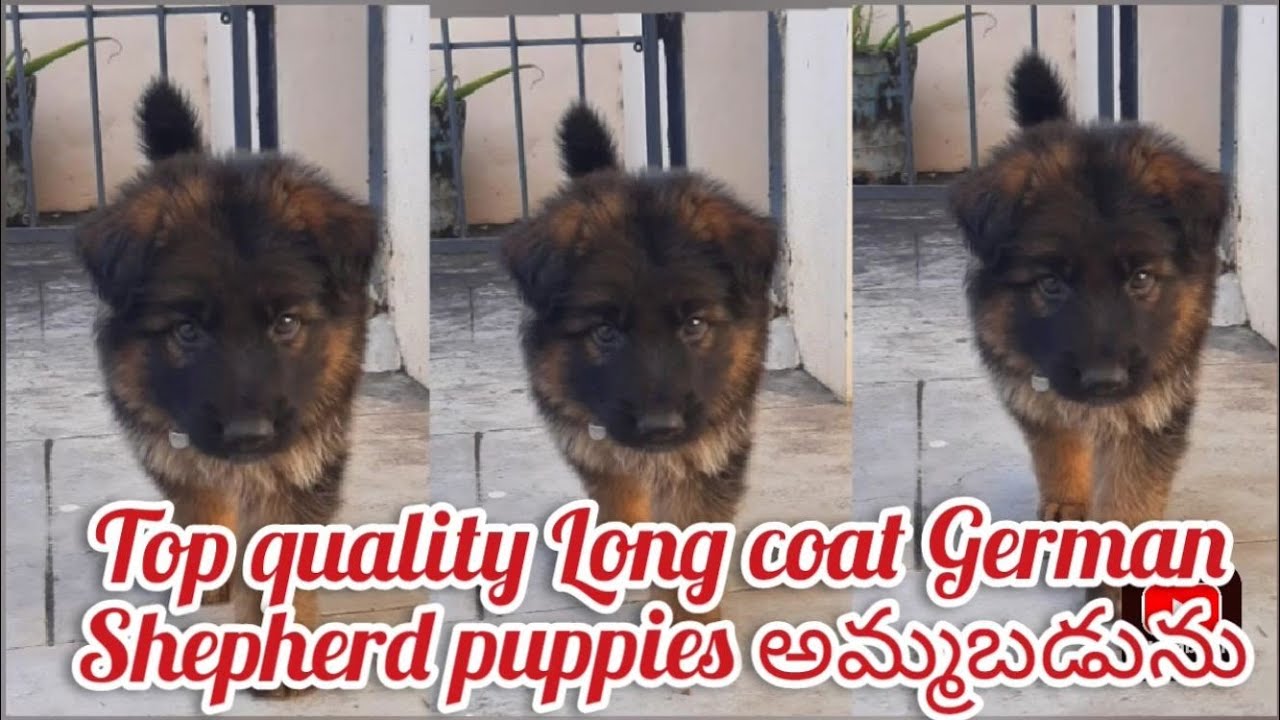 Top quality German Shepherd puppies for sale9030513824gunturdog