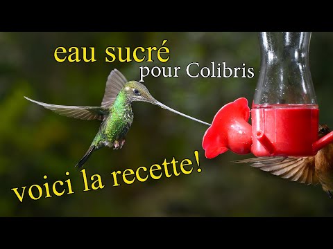 Vidéo: Comment apprivoiser une perruche australienne (avec photos)