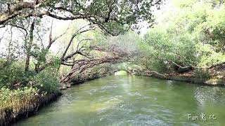 〔台南旅遊〕台江半日遊 part2 - 四草『台灣亞馬遜河』／獨一無二超美秘境／綠色隧道竹筏體驗