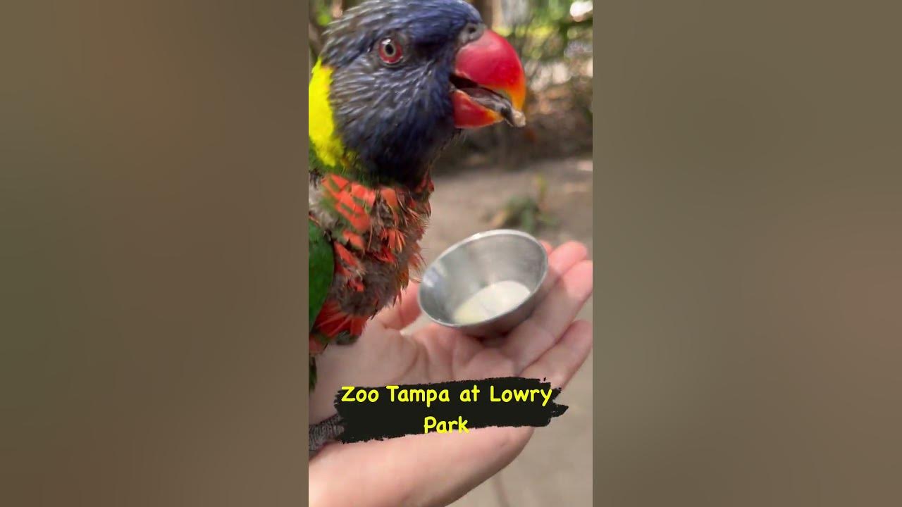 lorikeet-landing-at-zoo-tampa-at-lowry-park-improper-way-to-hold-the
