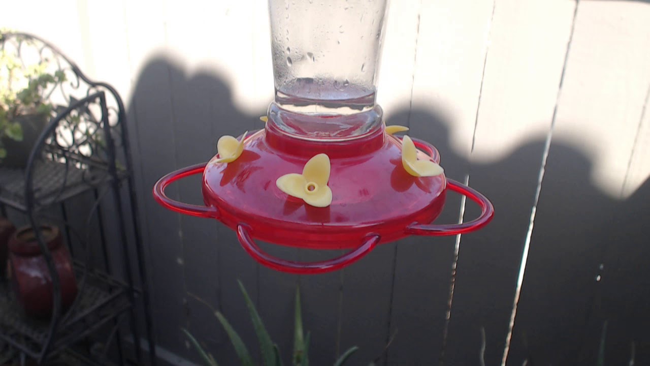 video phone beyonce mp3 Bella Hummingbird Nest Cam 09-02-2018 14:31:27 - 15:31:27