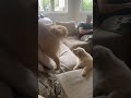 Puppy Tries To Catch Brothers Tail