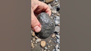 A sore finger but a nice peronoceras #ammonite #fossil from fossil hunting #whitby jurassic coast
