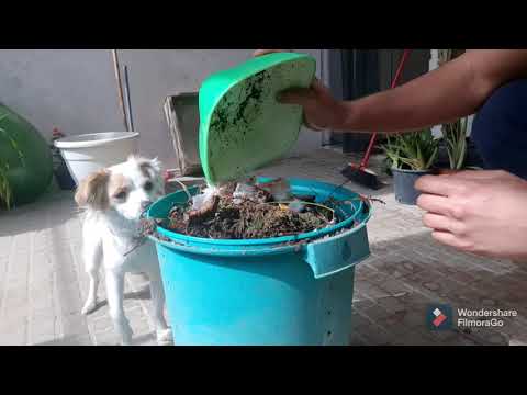 Video: Usare la coca cola in giardino: i vantaggi della coca cola e del compost