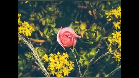 ماتيسر من سورة النحل بصوت الشيخ إبراهيم الجبربن