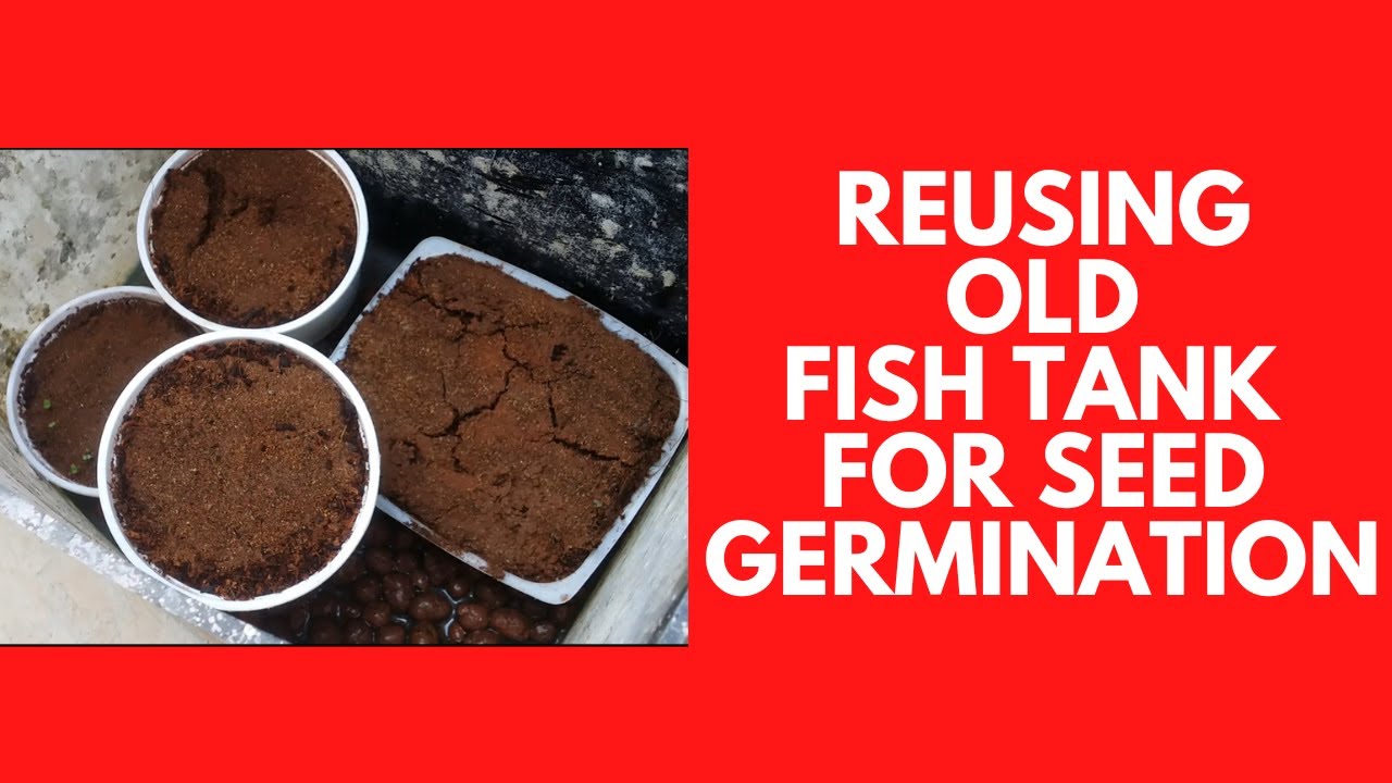 || REUSING OLD FISH TANK FOR SEED GERMINATION || - YouTube