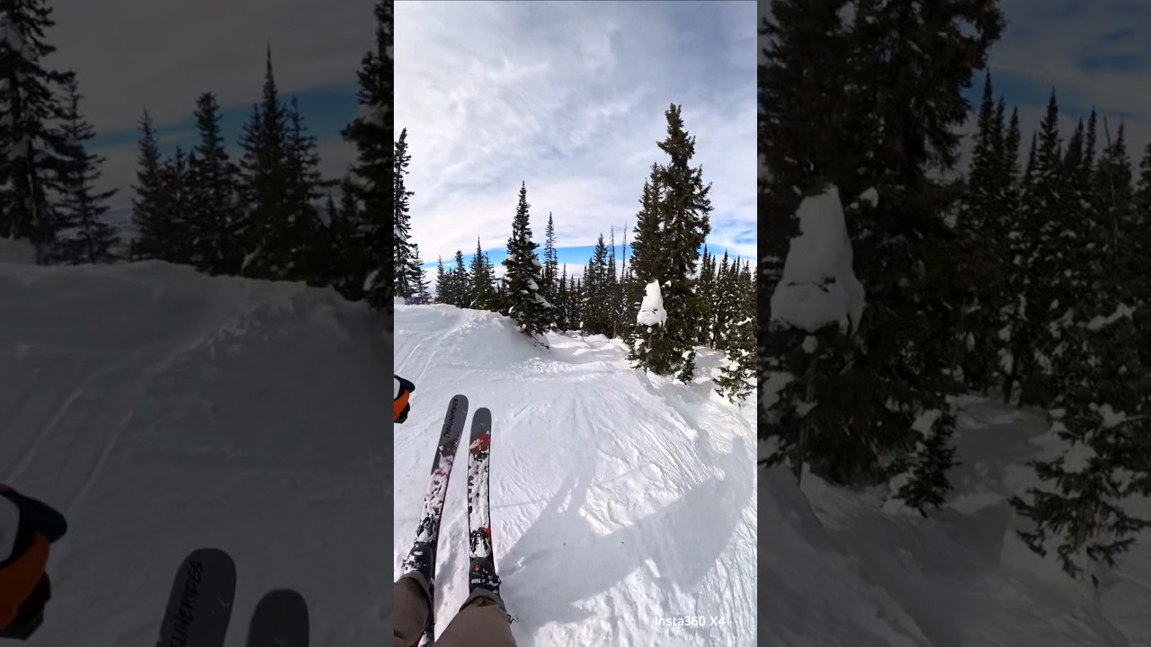 Never Bored In The Trees 