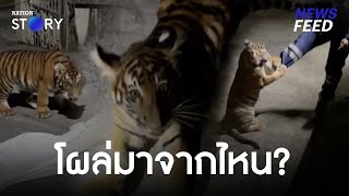 ลูกเสือโคร่งโผล่มาจากไหนกลางดึก? ตามจับกันวุ่น! | NewsFeed