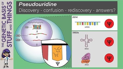 The quest for pseudouridine in mRNA: A six-decade pursuit of RNA’s pioneering modification
