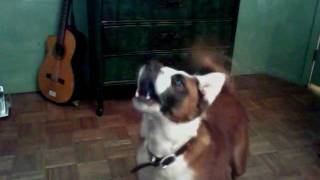 Gordito Cabezon - O Chases His Toy