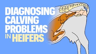 Diagnosing Calving Problems in Heifers – Forage & Livestock Town Hall (Full Video)