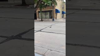 Match Highlights Moments before car ran over squirrel