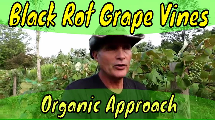 Black Rot and Grape Vines Organic Approach - DayDayNews
