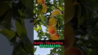 call for peach order 🍑🍑🍑🤙🤙#order #minivlog #fruit