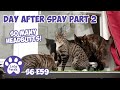 The Day After Nancy&#39;s Spay Part 2 | Cat Heatbutts And Play Time | S6 E59 Lucky Ferals Cat Videos