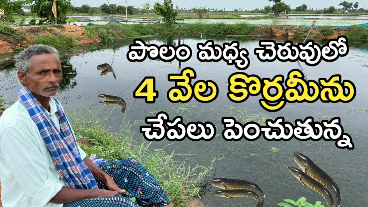వరి చేను మధ్య ఖాళీ స్థలంలో 4 వేల కొర్రమీను పెంచుతున్నాను | రైతు బడి
