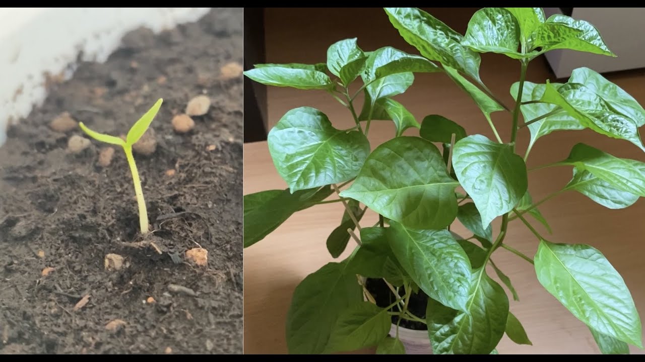 How To Grow Insanely Hot Peppers From Seed - Part 1/2 - YouTube