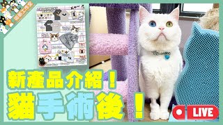 【孤貓工作室】直播貓手術後新產品介紹