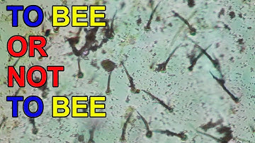 Bee Wing looks AMAZING under the Microscope