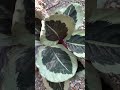 Bundle of Calathea Cynthia