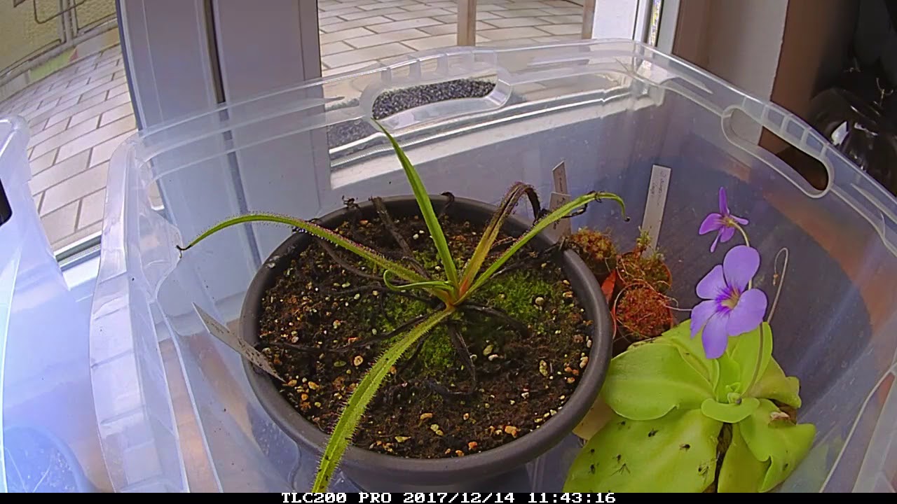 Drosera regia and Pinguicula Time lapse/Zeitraffer
