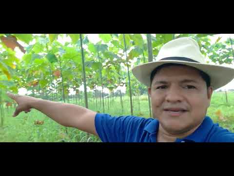 Video: ¿Qué es un árbol de la fiebre forestal? ¿Se puede cultivar un árbol de la fiebre forestal en los jardines?