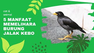 5 Manfaat Memelihara Burung Jalak Kebo