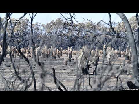 Video: Австралияда унитазды кантип орнотсо болот?