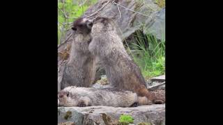 Marmot Scream # Funny Marmot#Shot