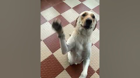 Labrador dog Learning and Performing Training Commands | Dog Showing All Training Skills