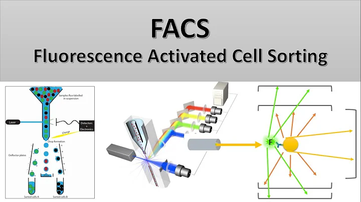 The Principle of Flow Cytometry and FACS (2- FACS: Fluorescence Activated Cell Sorting) - DayDayNews