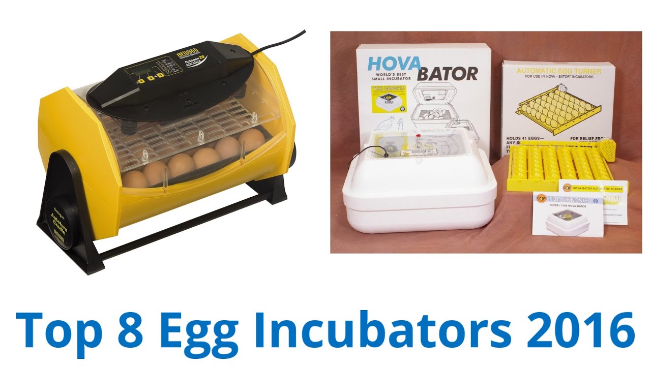 8 Best Egg Incubators 2016 - YouTube