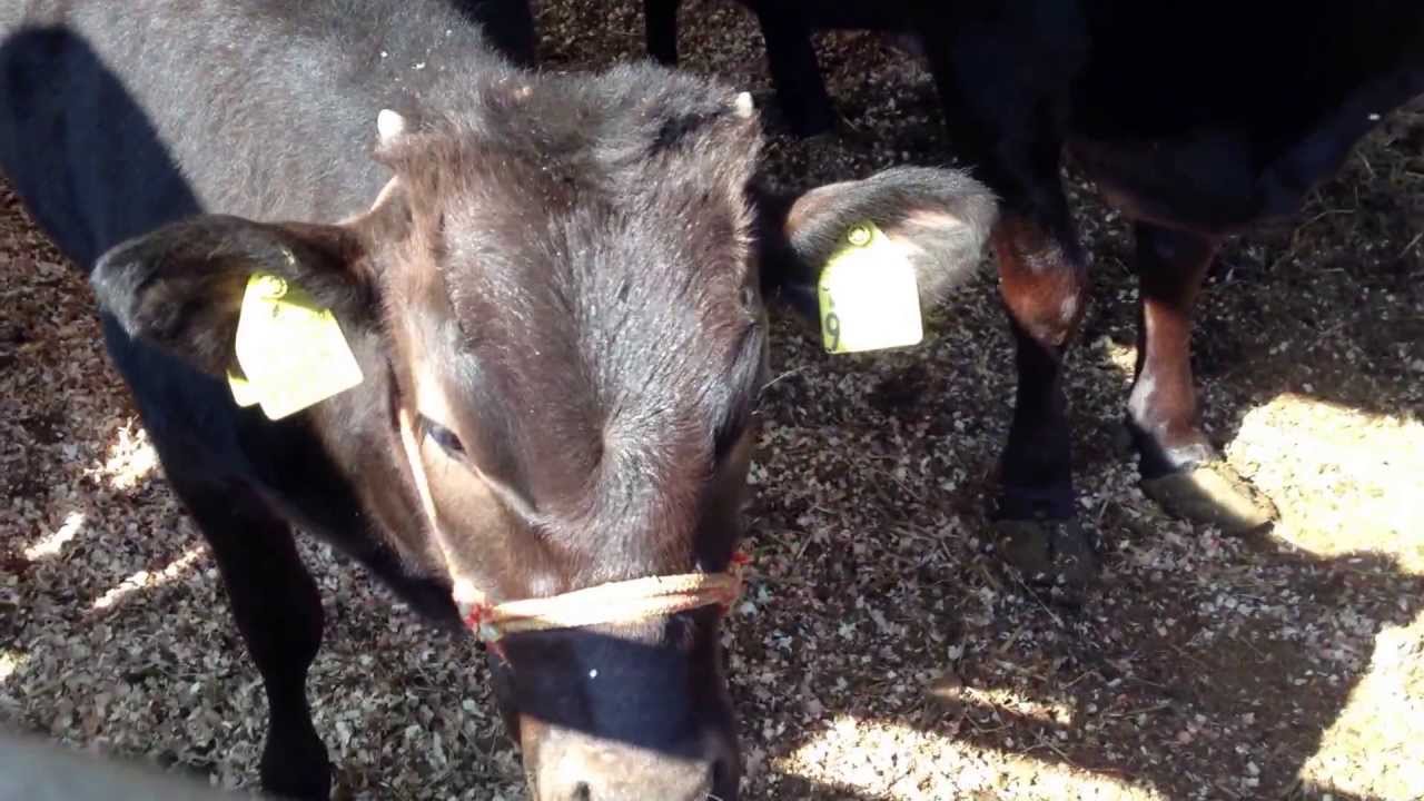 動物の鳴き声 効果音 自然の環境音 4ページ 動物の鳴き声 効果音 自然の環境音 4ページ