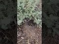 Кладка жаворонка