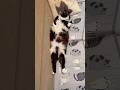 ソファーで寝ている猫の寝方がなんだかだらしない… #shorts #もちぞう
