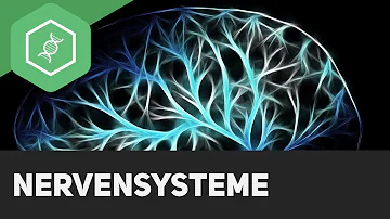 Welche 3 Teile gehören zum Nervensystem?