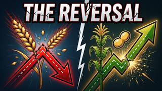 This Grain Market Reversed in 7 Days. Here's Why