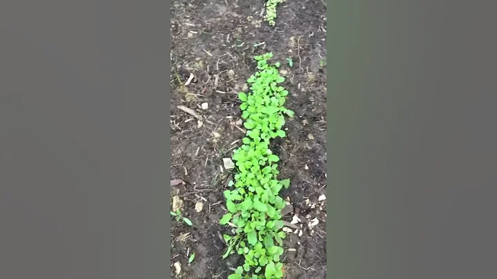Grandpas Garden