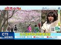 【每日必看】武陵絕美櫻花林! 遊客驚睹胖猴子&quot;吃櫻花buffet&quot; 20240209